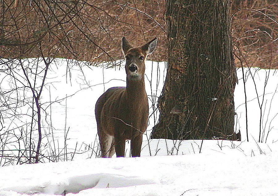 Deer Photograph - White-Tailed Winter Stand  by Neal Eslinger