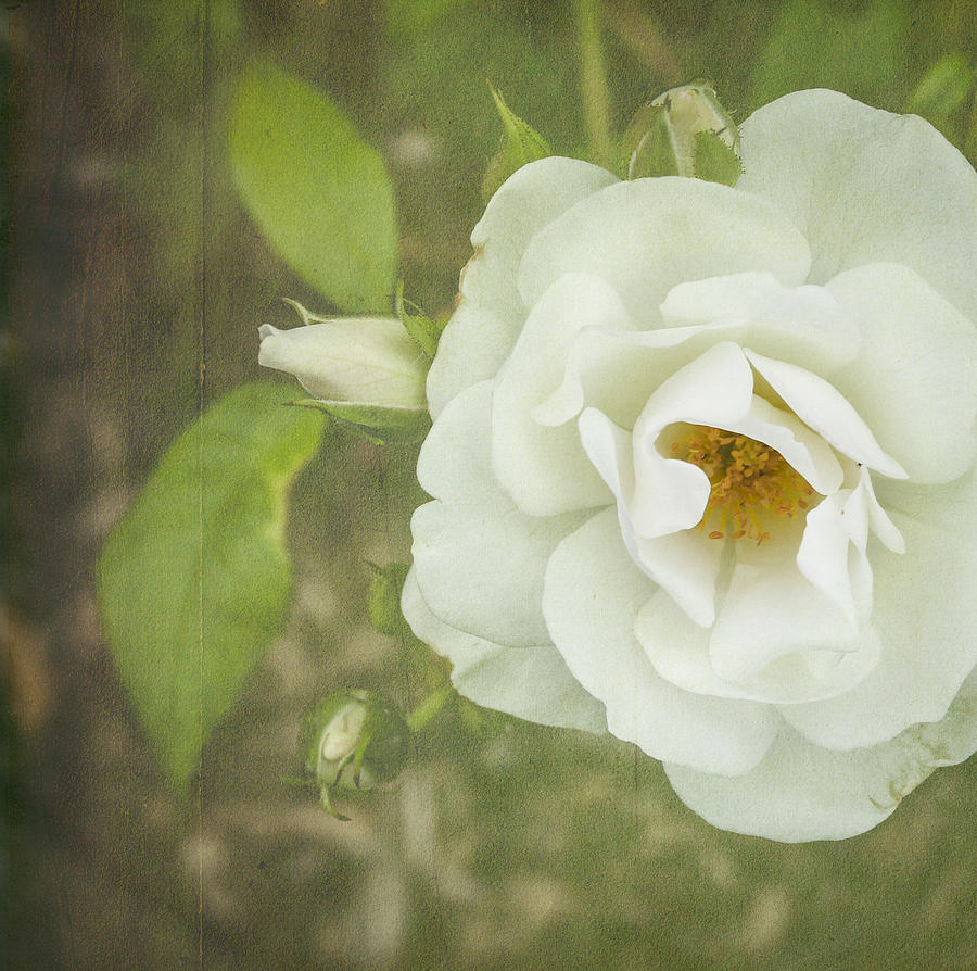 White Tea Rose Photograph by Sherry Wright