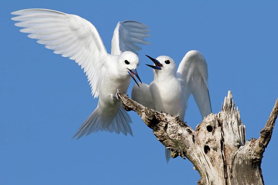 White Terns In Territorial Display Photograph by Tony Camacho/science Photo Library