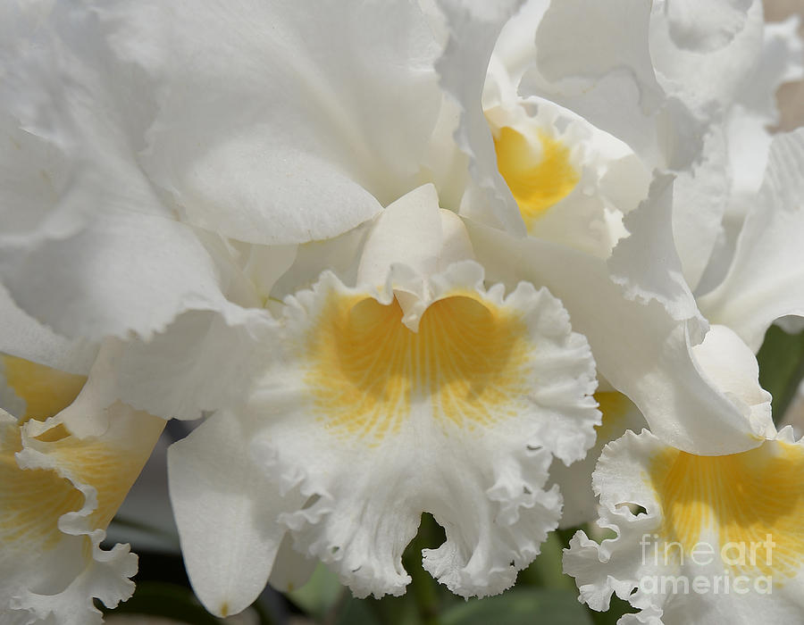 Orchid Photograph - White by Terri Winkler
