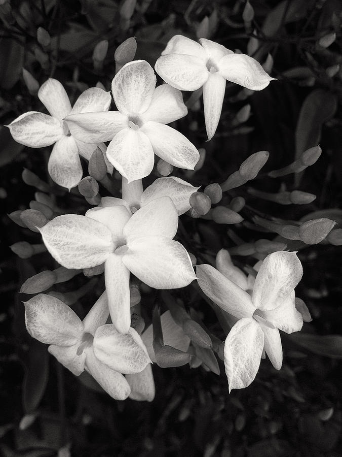 Flower Photograph - White Texture Petals by Geoff Scott Flower Photograph - White Texture Petals by Geoff Scott