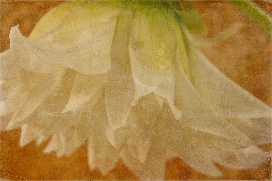 White Textured Dahlia Macro Photograph by Sandra Foster