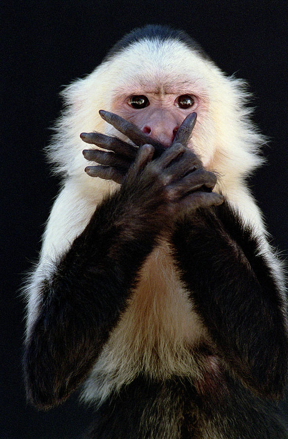 White-throated capuchin (Cebus capucinus) covering mouth with hands Photograph by Ryan McVay