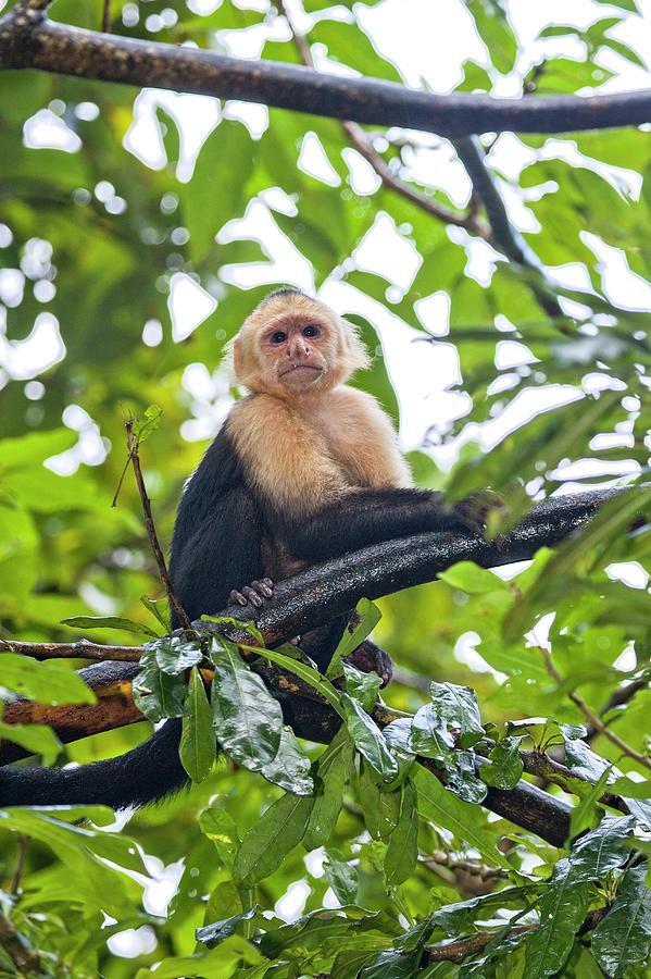 White-throated Capuchin (cebus Capucinus) Photograph by Photostock ...