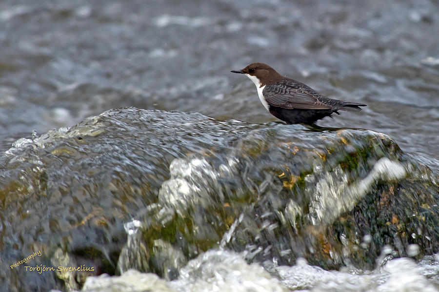 White-throated Dipper Photograph by Torbjorn Swenelius
