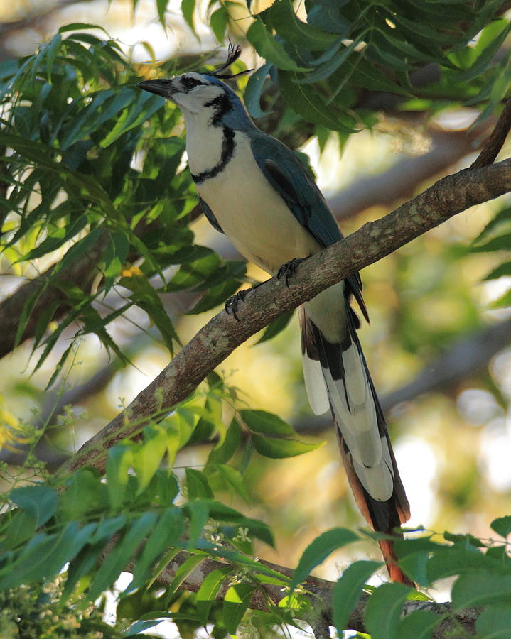 White Throated Magpie-Jay Photograph by Coby Cooper