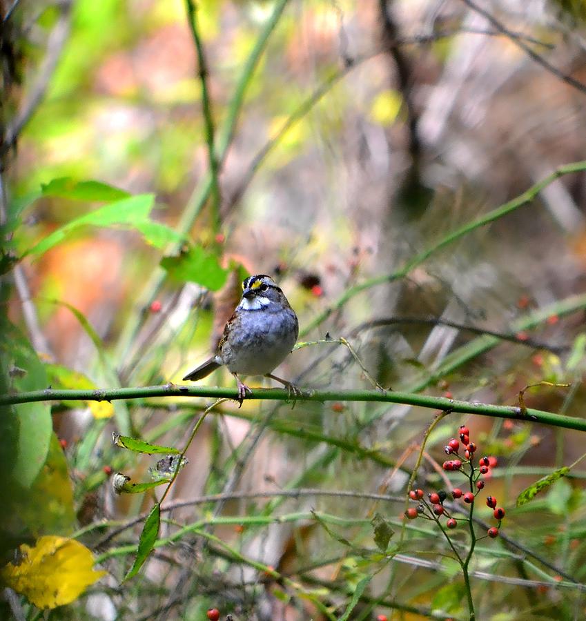 Sparrow Photograph - White Throated Sparrow 2 by Deena Stoddard