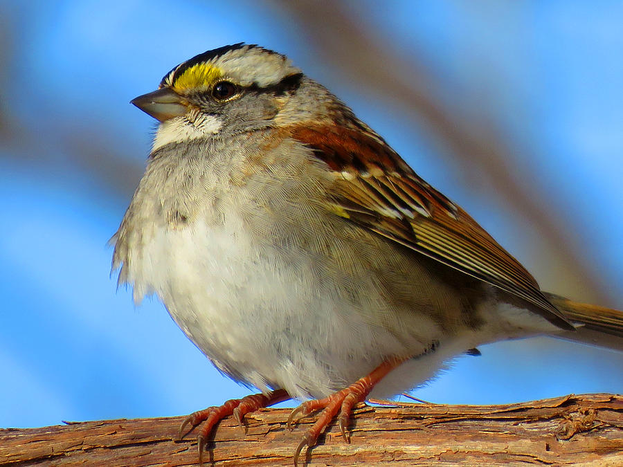 White Throated Sparrow and Blue Sky Photograph by Dianne Cowen Cape Cod ...