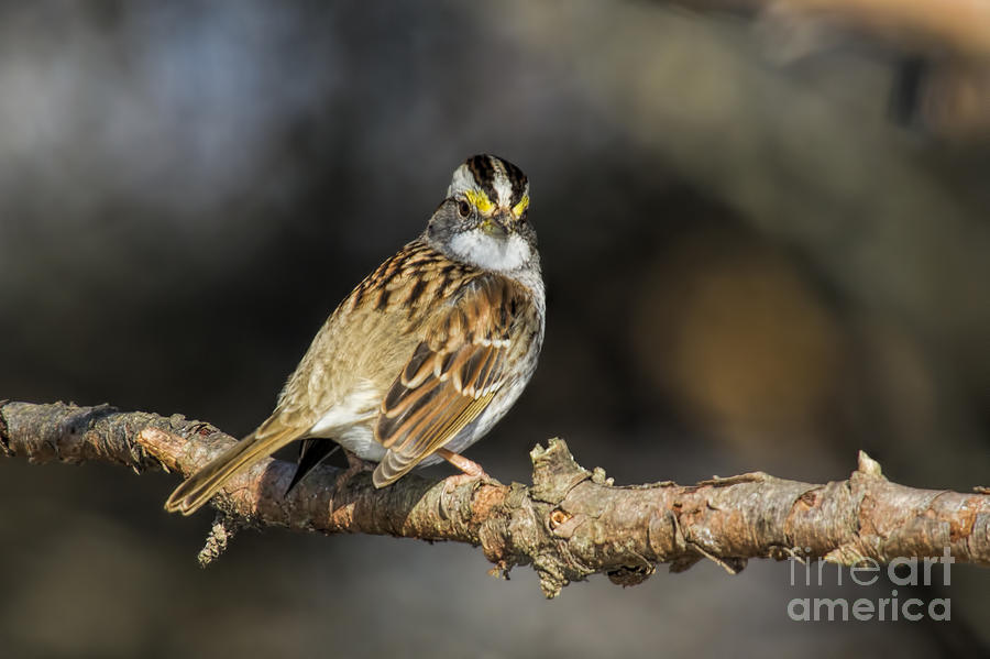 White-throated Sparrow Photograph by Barbara Bowen