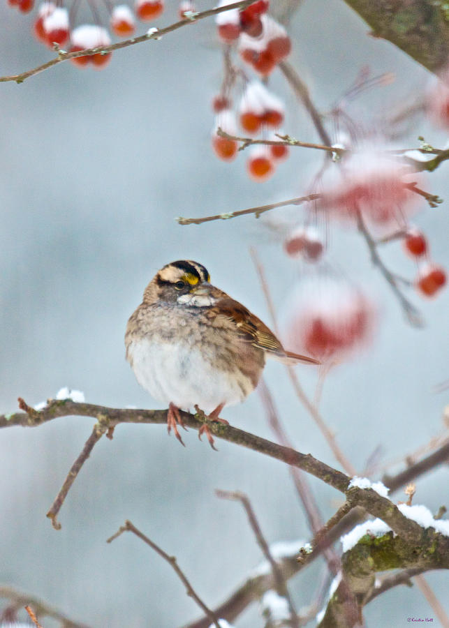 White-throated Sparrow Braving the Snow Photograph by Kristin Hatt