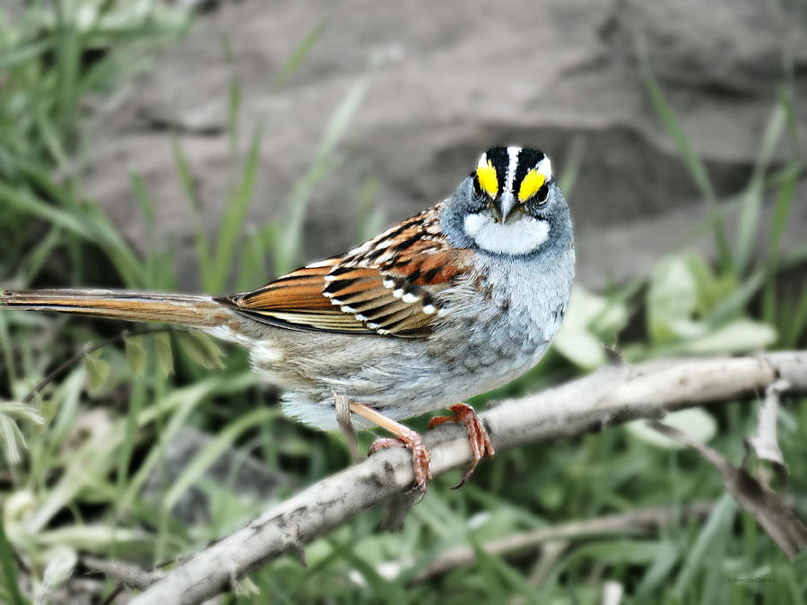 White Throated Sparrow Photograph by Dark Whimsy