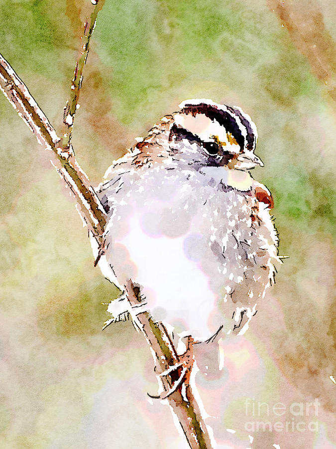 White-throated Sparrow Digital Watercolor Photograph by Kerri Farley