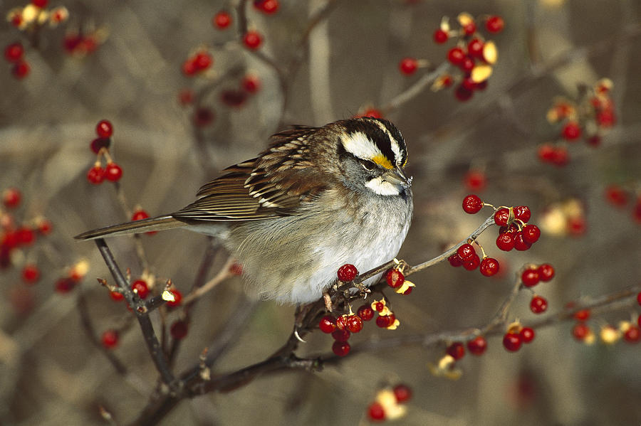 White-throated Sparrow In Bittersweet Photograph by Tom Vezo