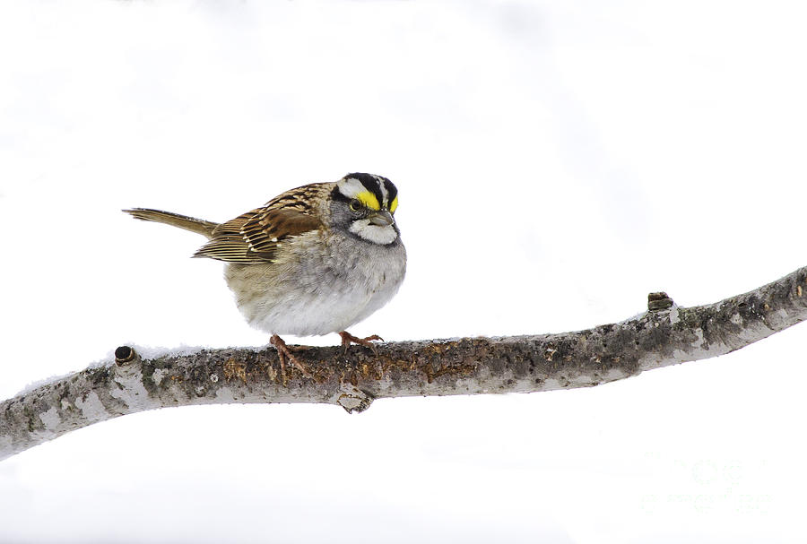 White-throated Sparrow Photograph by Jan Killian