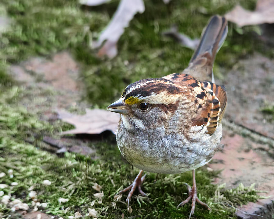 White Throated Sparrow Photograph by Jemmy Archer