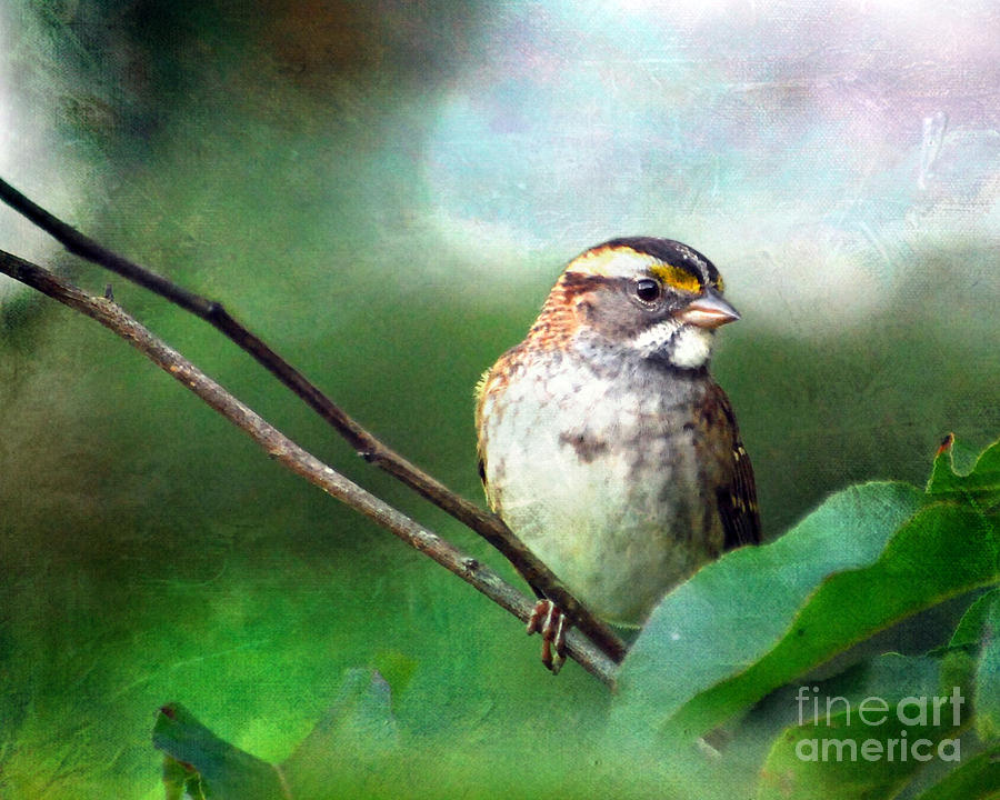 White-throated Sparrow Photograph by Kerri Farley