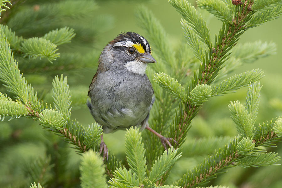 White-throated Sparrow Male In Breeding Photograph by Scott Leslie