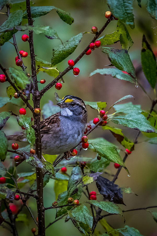 White Throated Sparrow Photograph by Paul Freidlund