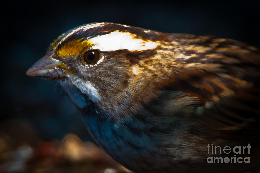 White-throated Sparrow Portrait Photograph