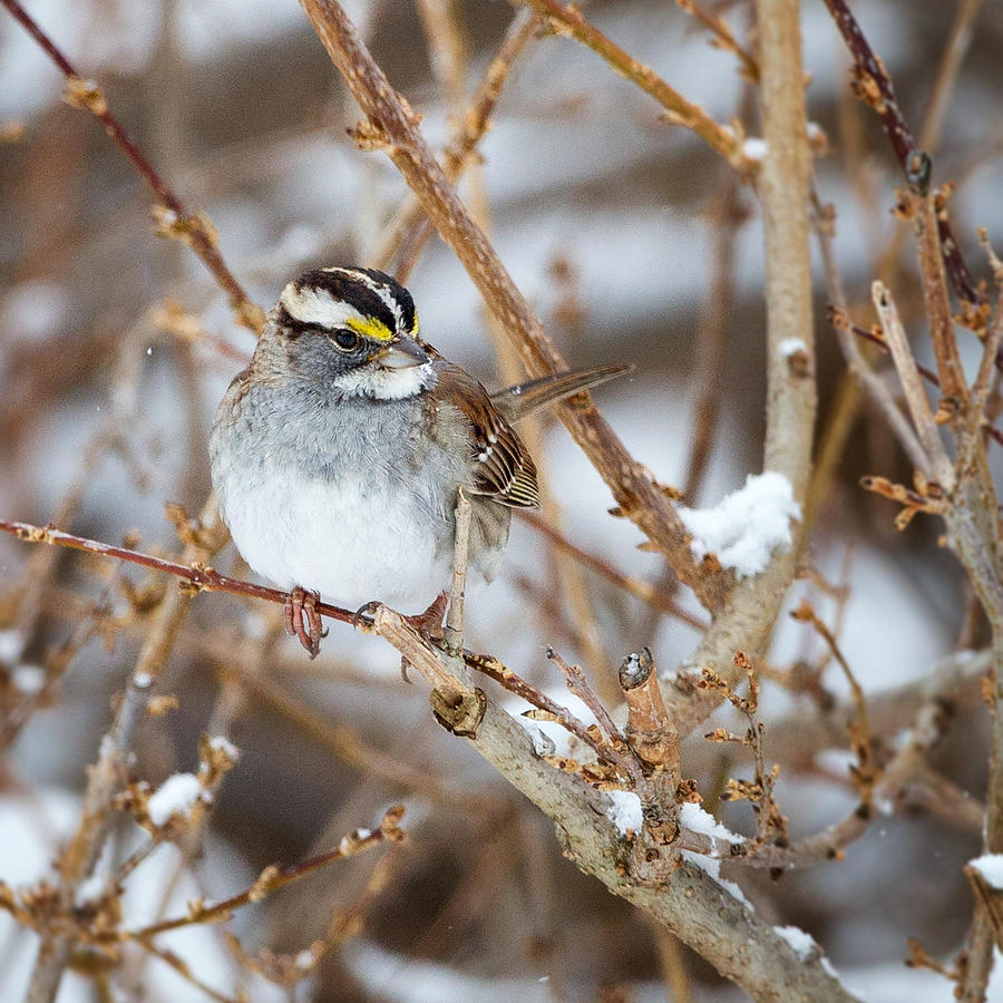 White Throated Sparrow Portrait Square Photograph by Bill Wakeley