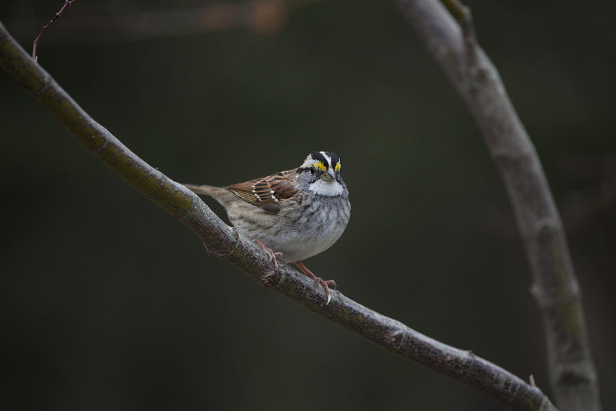White Throated Sparrow Photograph by Steve Gravano