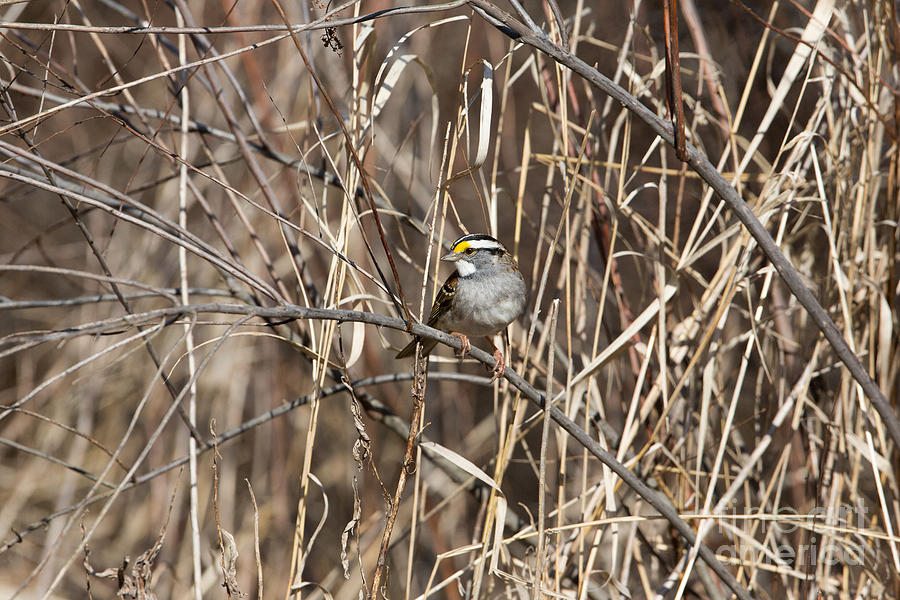 Feather Photograph - White-throated Sparrow Zonotrichia by Linda Freshwaters Arndt