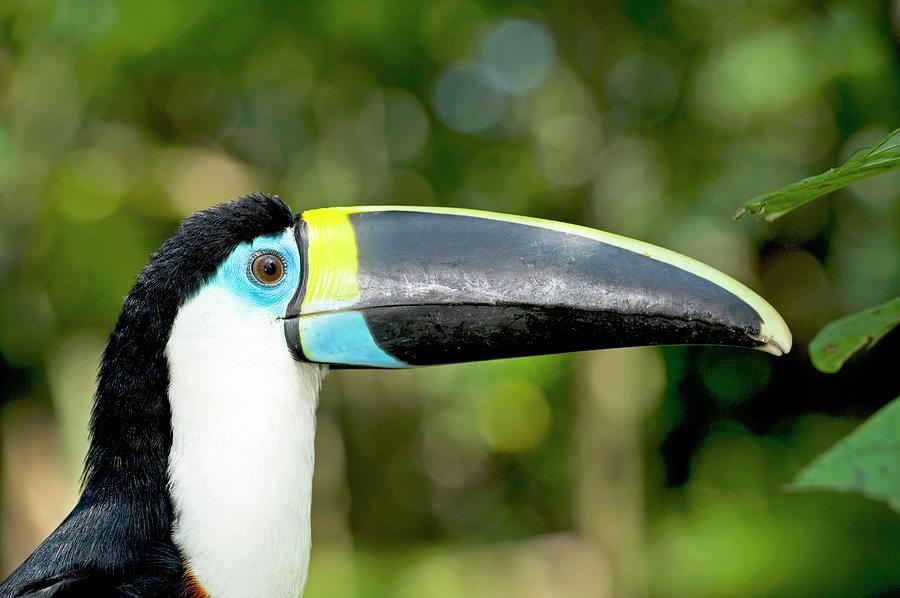 White-throated Toucan Photograph by Tony Camacho/science Photo Library ...