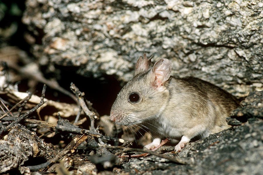 White-throated Woodrat Photograph by Gerald C. Kelley
