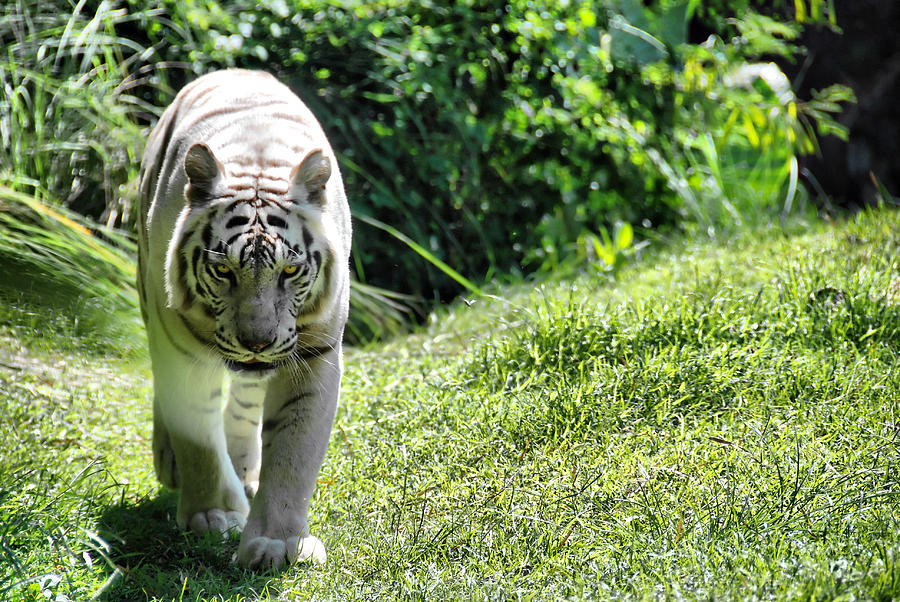 White tiger Photograph by Andrei SKY