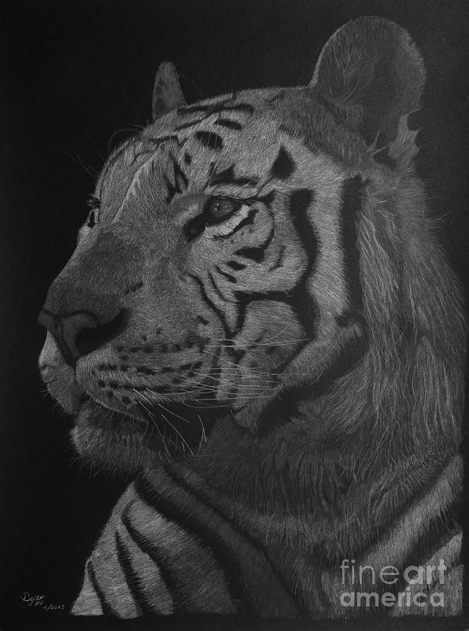 Nature Drawing - White Tiger at Night by Byron Moss