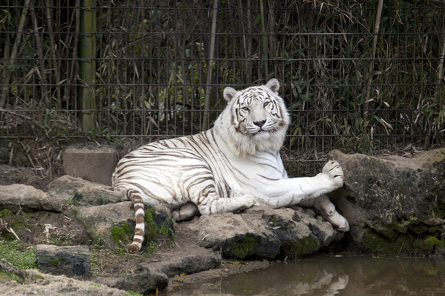 White Tiger at the Montgomery Zoo in Alabama Photograph by Carol M Highsmith