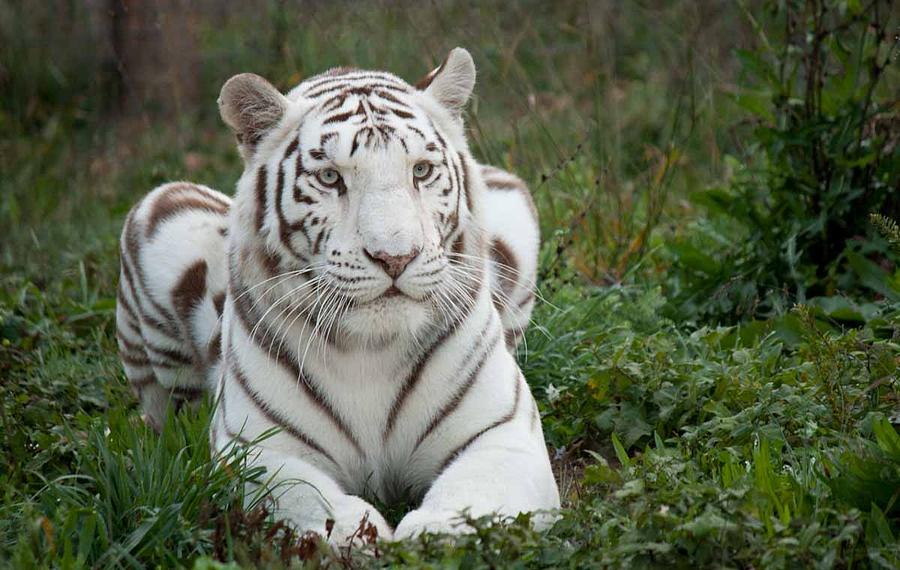 White Tiger Blue Eyes Photograph by Spirit Vision Photography - Fine ...