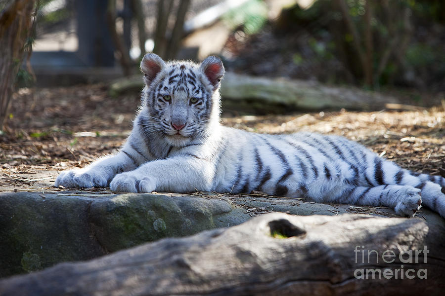 White Tiger Cub II Photograph by Brian Jannsen