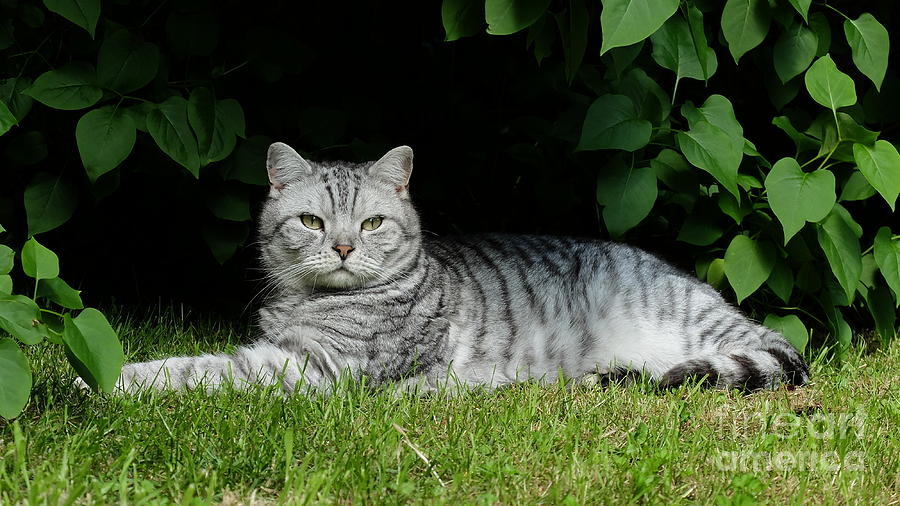 Cat Photograph - White Tiger Day by John Chatterley