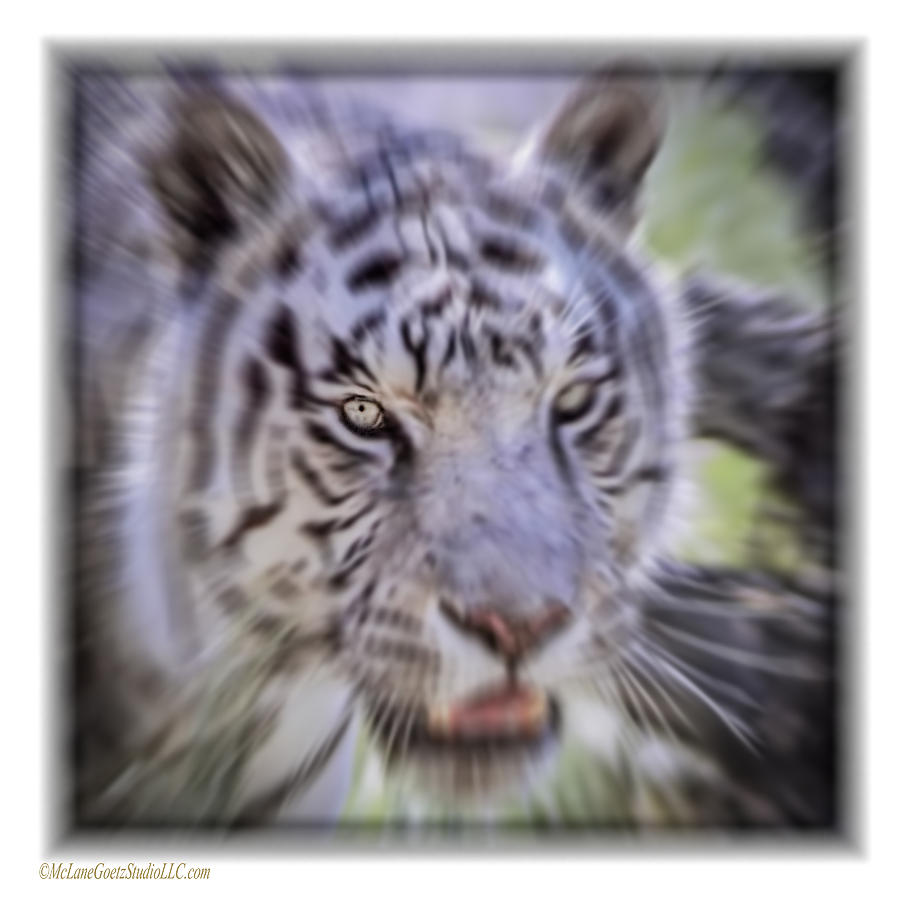 White Tiger Dreams Radial Blur Photograph by LeeAnn McLaneGoetz McLaneGoetzStudioLLCcom