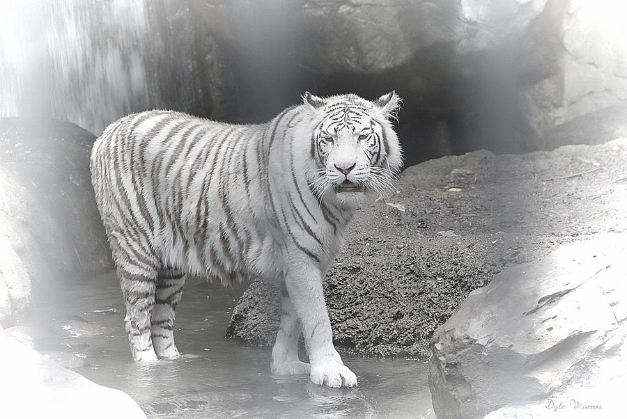 White Tiger Photograph by Dyle   Warren