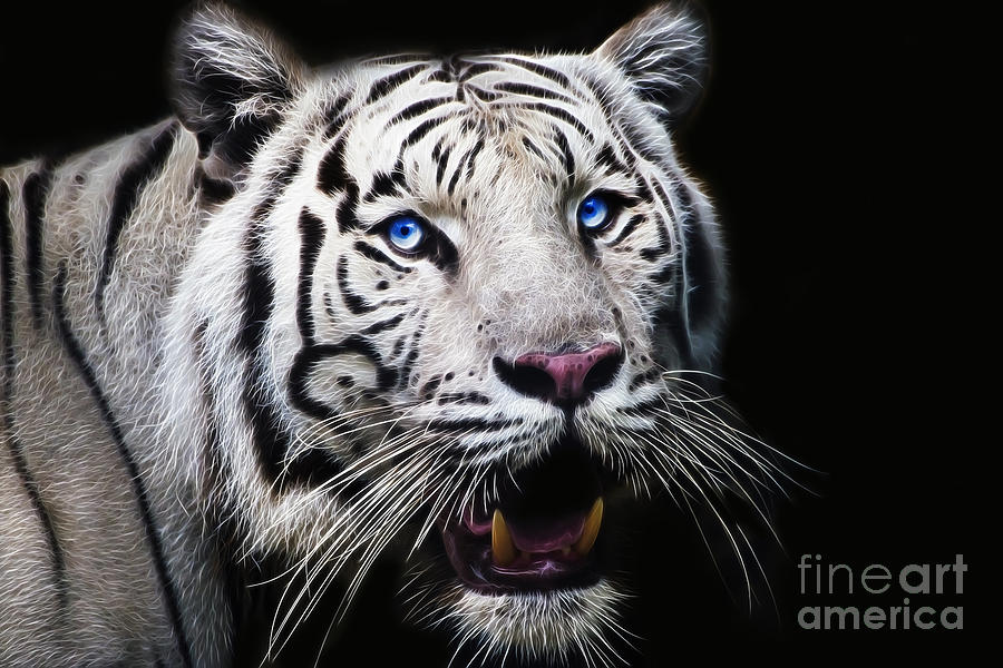 Tiger Photograph - White Tiger - Fractal by Paul Danaher