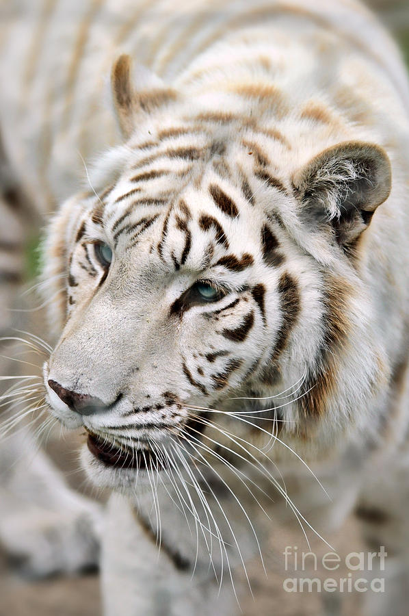White Tiger Photograph by HD Connelly