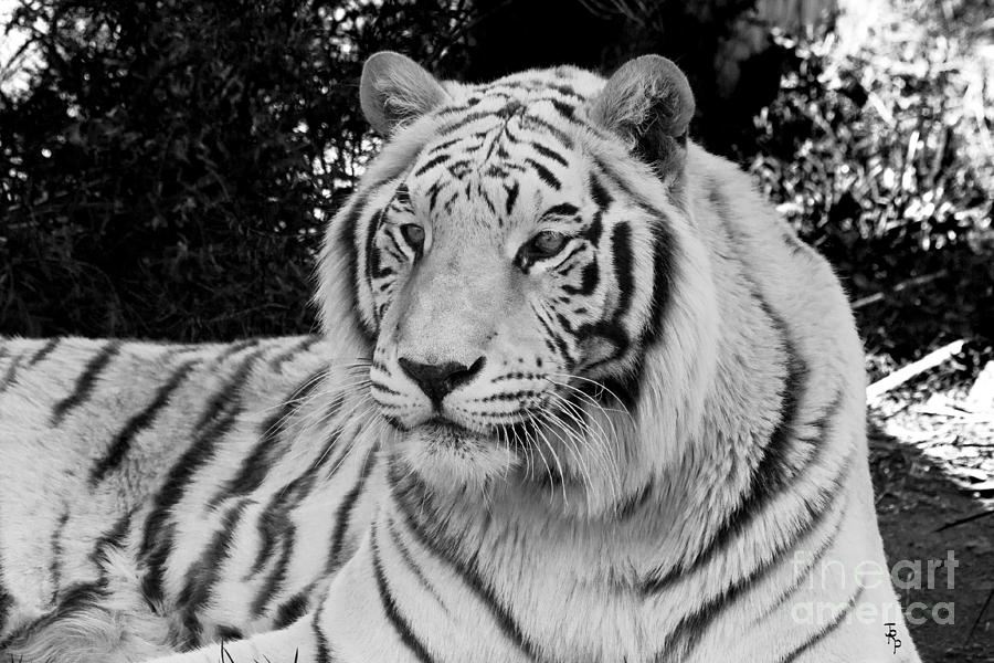Wildlife Photograph - White Tiger in Black and White by Janice Pariza