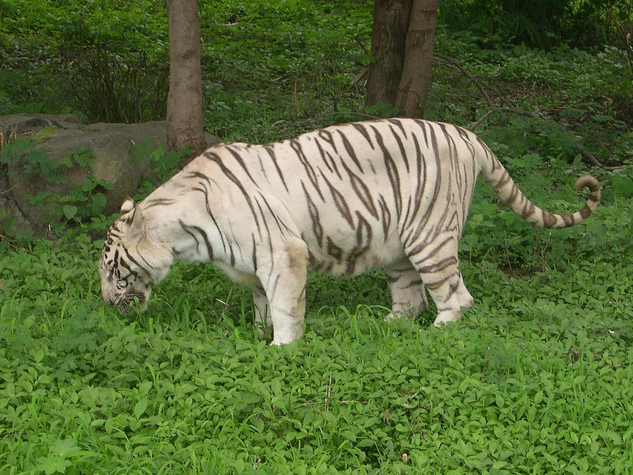 Tiger Photograph - White Tiger by Joe Zachariah