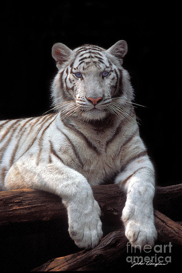 White Tiger Photograph by John Douglas