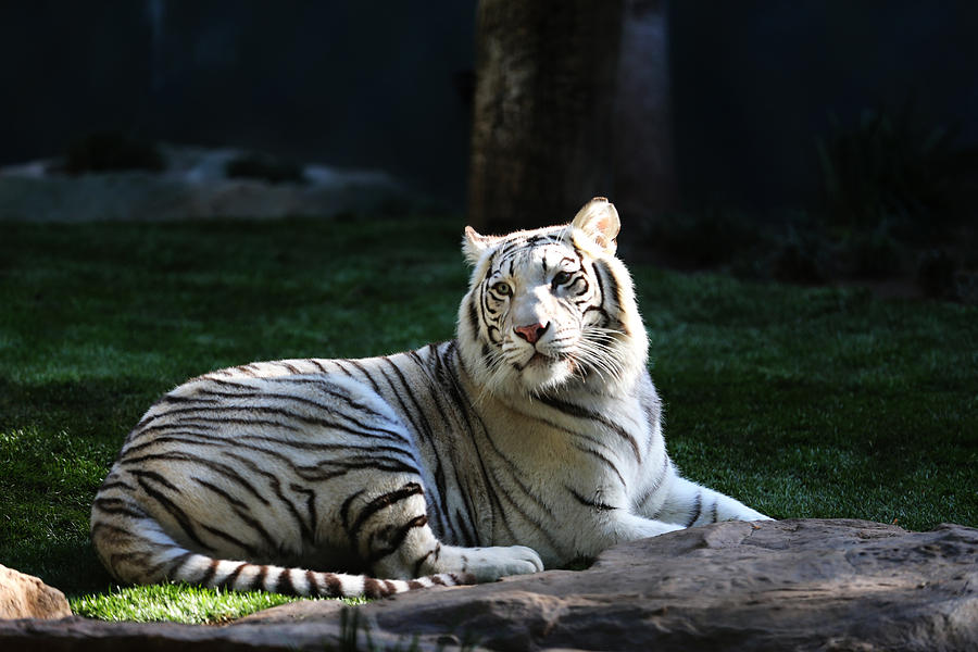 White Tiger Photograph by Kim French