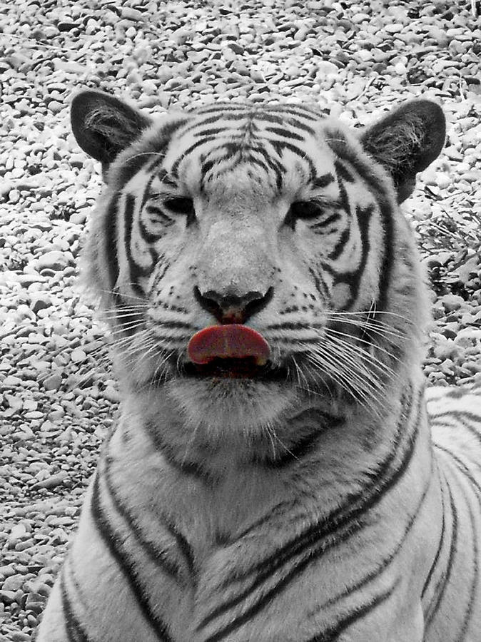 White Tiger Lick Photograph by Suzy Piatt