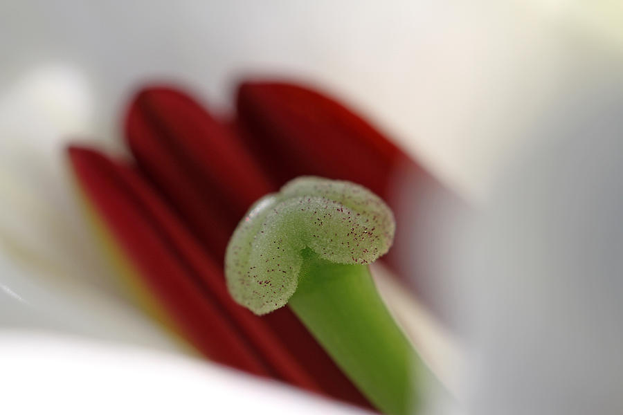 White Tiger Lily Abstraction Photograph by Juergen Roth