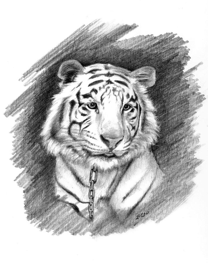 white tiger drawings