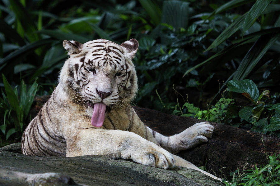 White Tiger Photograph by Manoj Shah