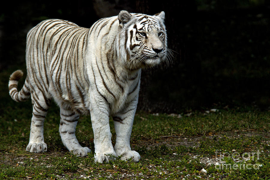 Tiger Photograph - White Tiger by Mark Newman