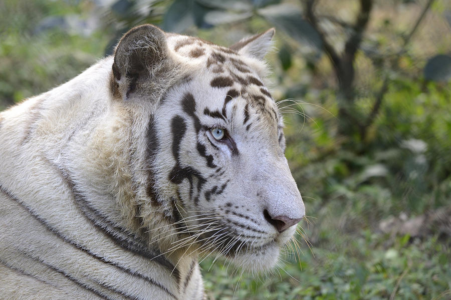 White Tiger Photograph by Niteen Kasle - Fine Art America