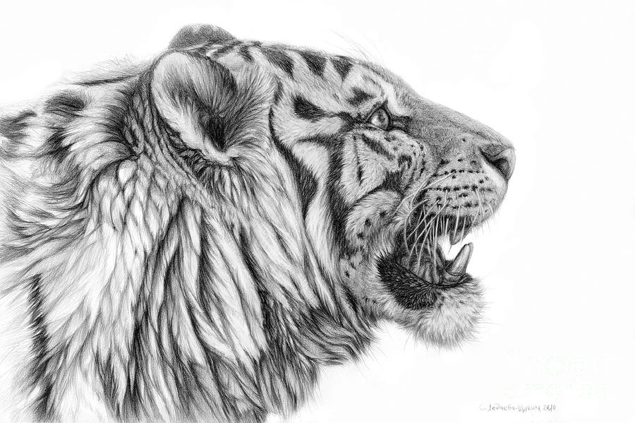 White tiger - Pantera tigris tigris Drawing by Svetlana Ledneva-Schukina