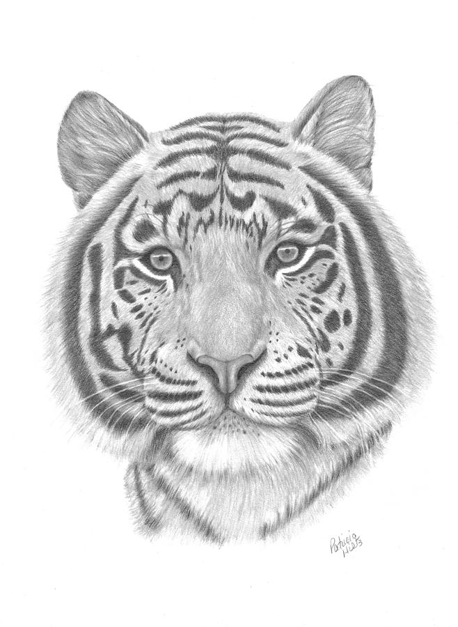 White Tiger Drawing by Patricia Hiltz